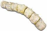 String of Fossil Mosasaur (Platecarpus) Vertebrae - Kansas #382047-2